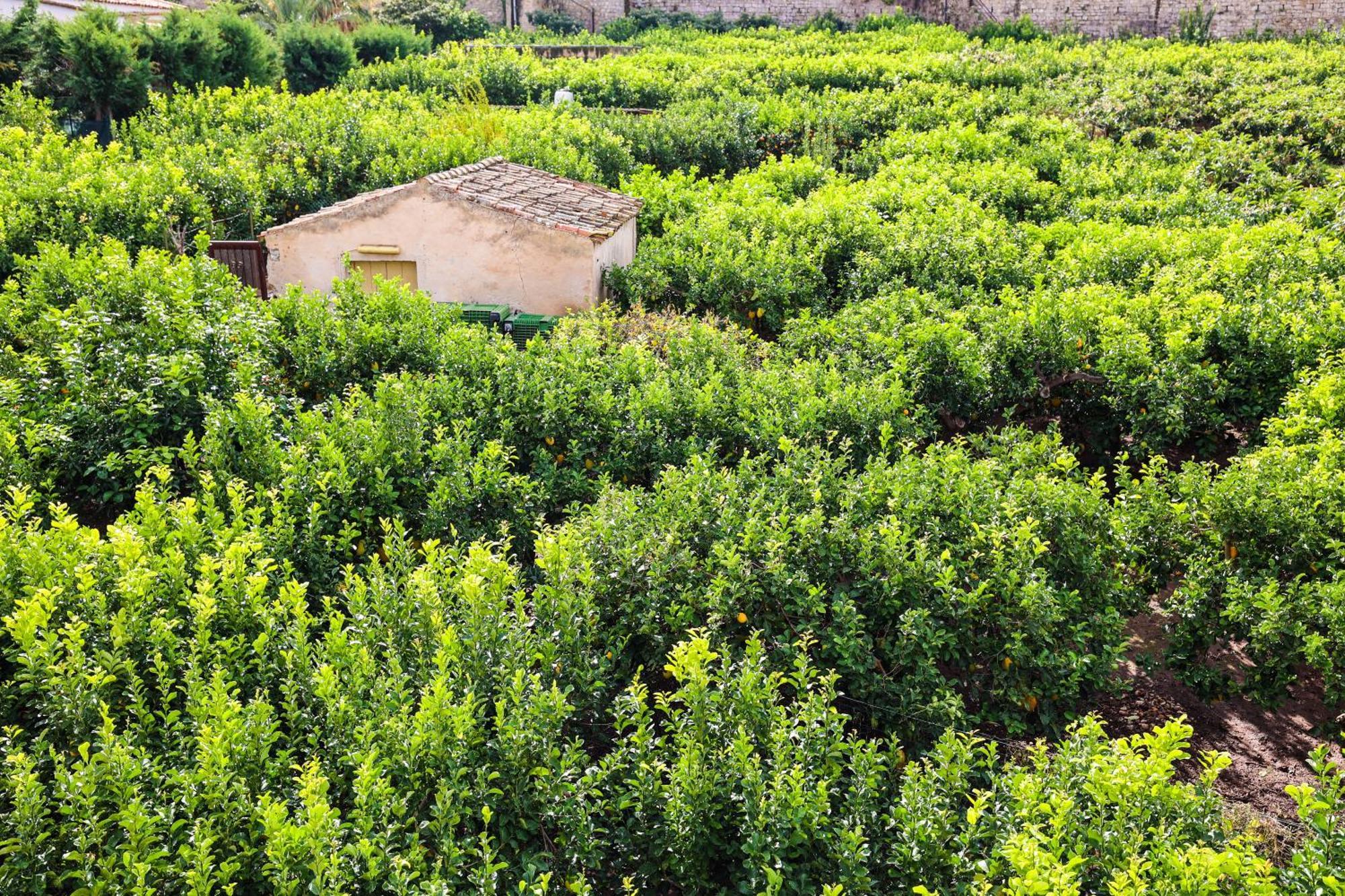 B&B Giardino Dei Cedri Trabia Exterior foto